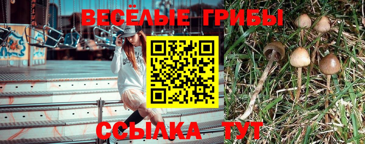 Галлюциногенные грибы Psilocybine cubensis  Псилоцибиновые грибы Psilocybine cubensis  Луга  Вход с VPN 